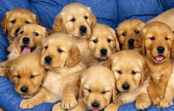 Background Images Of Puppies. wallpaper Golden Retriever